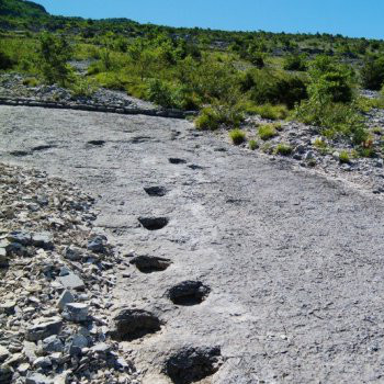 Sulle tracce dei dinosauri Sulle tracce dei dinosauri