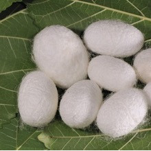 Il baco e la pupa Il baco e la pupa