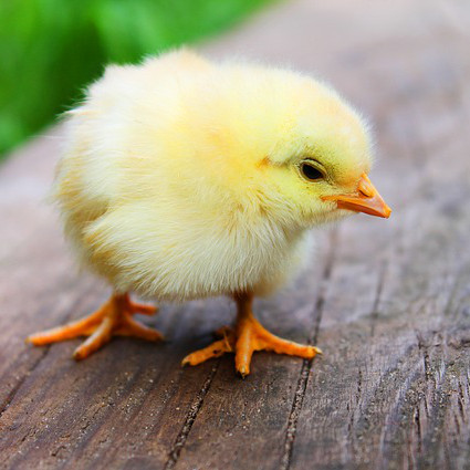 Etologia, comportamento animale e biodiversità Etologia, comportamento animale e biodiversità