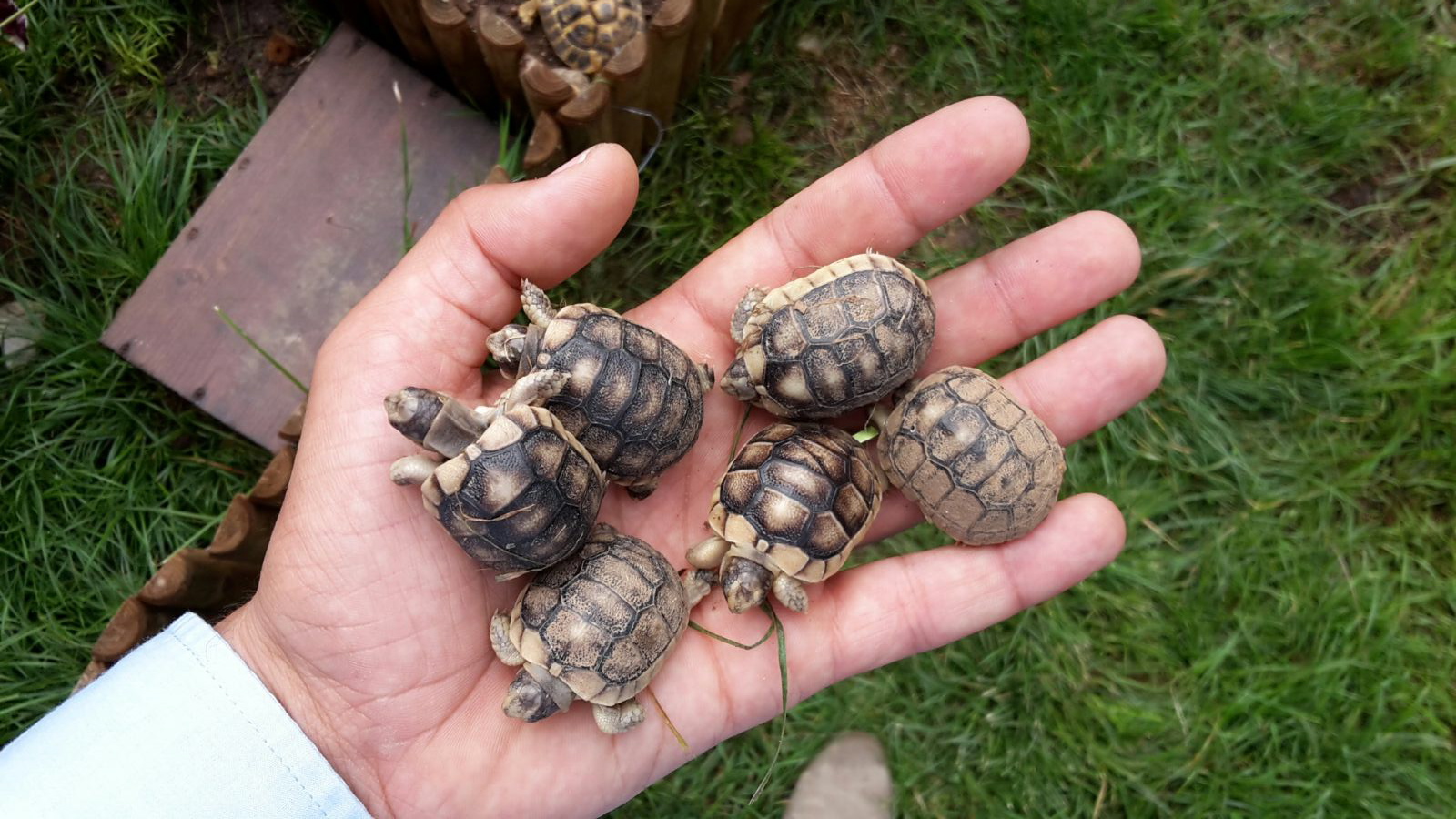 Tartarughini Tartarughini