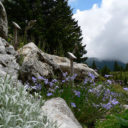 Il Giardino botanico alpino di Passo Coe Il Giardino botanico alpino di Passo Coe