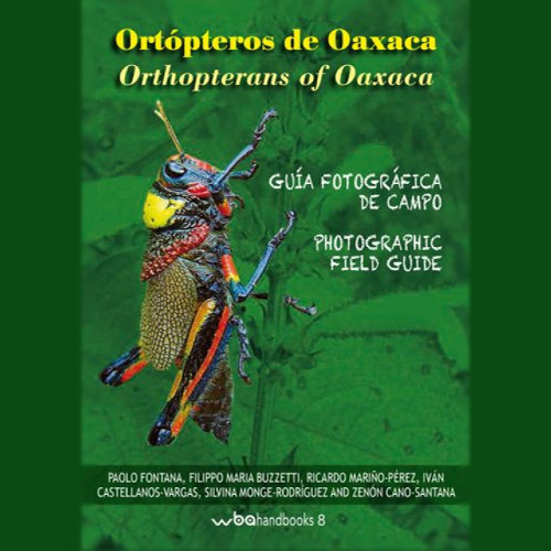 I Trentini e il Messico. Gli Stati di Oaxaca e di Sonora | Ortotteri I Trentini e il Messico. Gli Stati di Oaxaca e di Sonora | Ortotteri