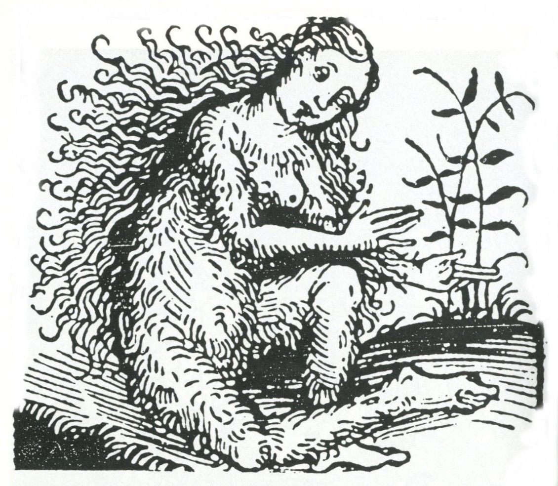Donna selvatica, incisione del XVI secolo Donna selvatica, incisione del XVI secolo