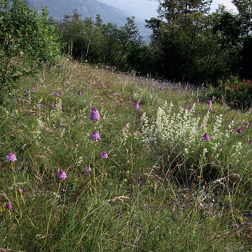 Alla scoperta delle orchidee spontanee del Trentino meridionale Alla scoperta delle orchidee spontanee del Trentino meridionale