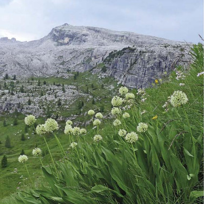 Flora dolomitica Flora dolomitica