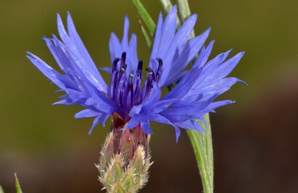 Il fiordaliso (Centaurea cyanus) Il fiordaliso (Centaurea cyanus)
