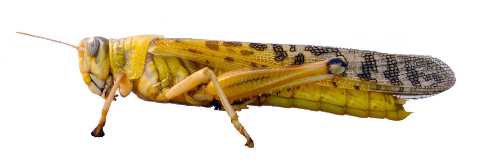 Schistocerca gregaria Schistocerca gregaria