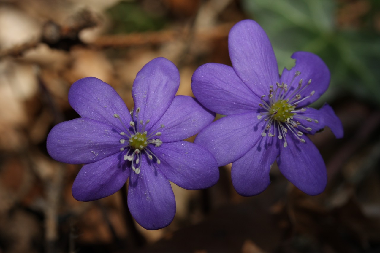 Hepatica nobilis Hepatica nobilis
