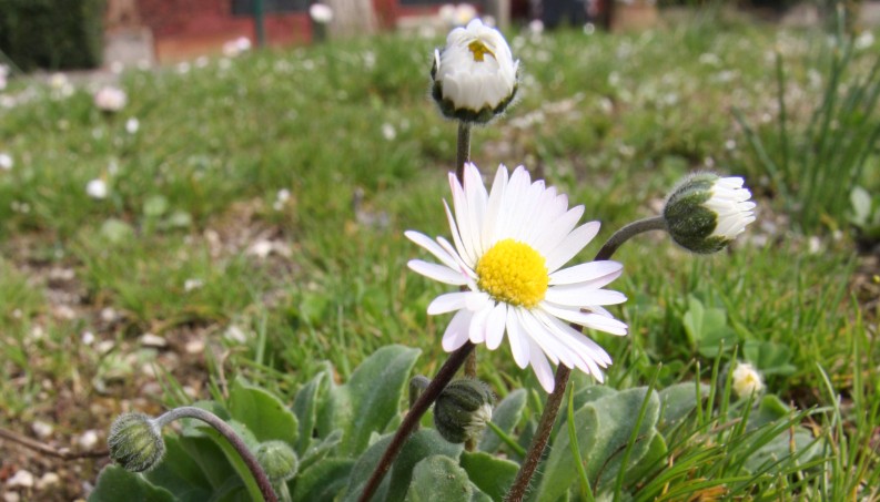 Bellis perennis Bellis perennis