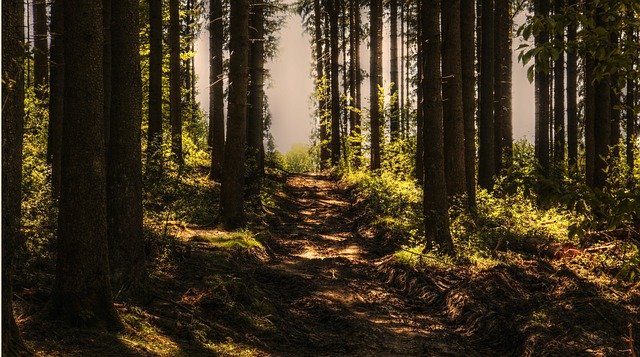 foresta foresta