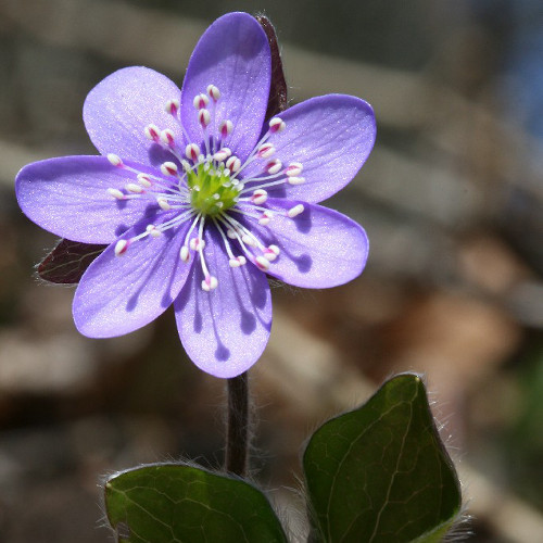 Hepatica nobilis | Archivio Fondazione MCR, foto Filippo Prosser 2008 Hepatica nobilis | Archivio Fondazione MCR, foto Filippo Prosser 2008