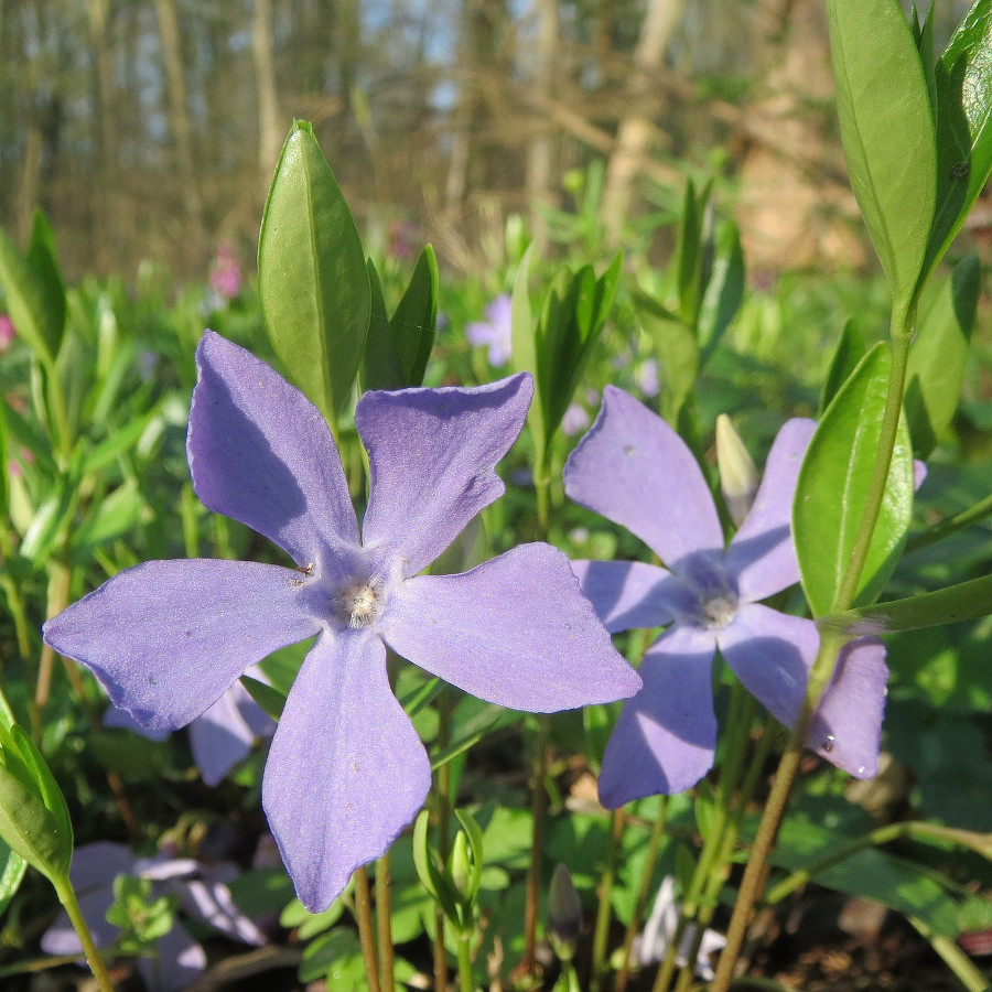 Vinca minor | Botanica urbana Vinca minor | Botanica urbana