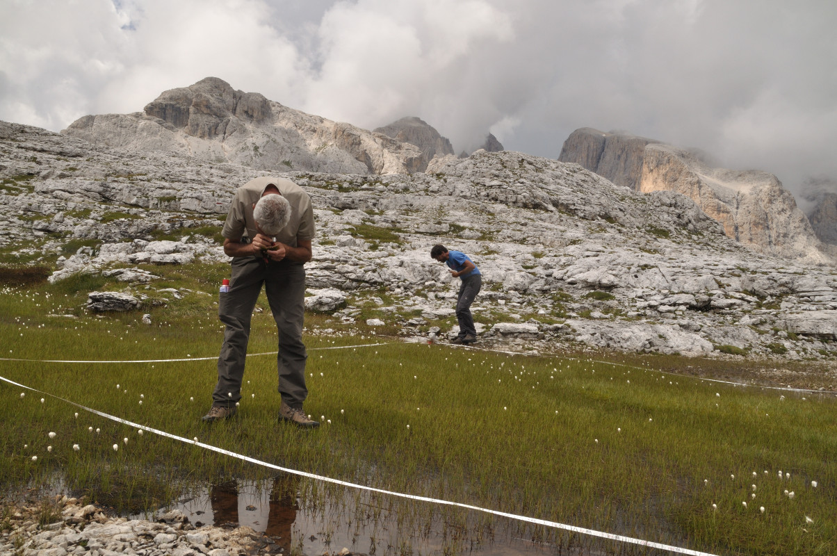 La ricerca floristica del Museo nel Parco Naturale Paneveggio Pale di San Martino