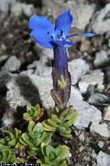 Botanica - Caltha Palustris