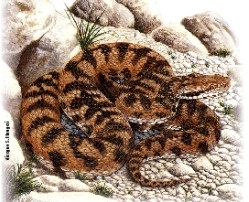 viper1 viper1