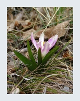bulbucodium