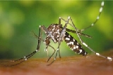 tiger mosquito