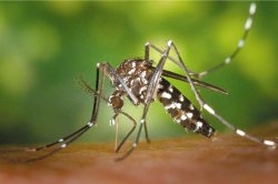 tiger mosquito tiger mosquito