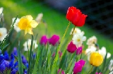 fiori3 fiori3