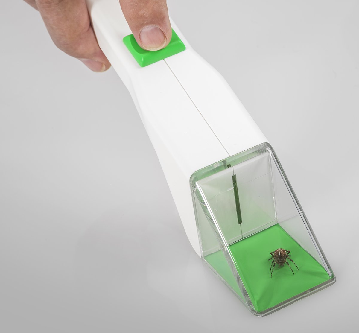 Insect Snapy Insect Snapy