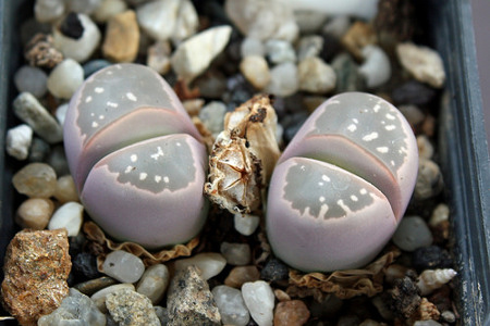 Lithops 1 Lithops 1