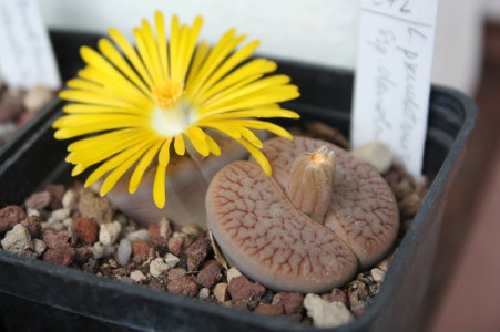 Lithops, "le piante sasso" del museo