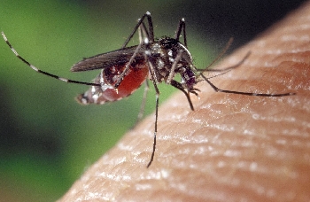 aedes aedes